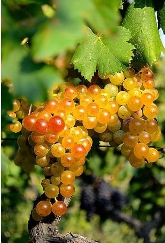 Fruta Típica de Lanzarote: Uva Blanca